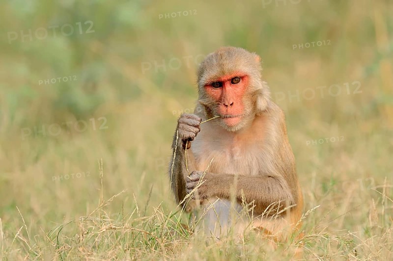 Rhesus Macaque or Rhesus Monkey (Macaca mulatta)