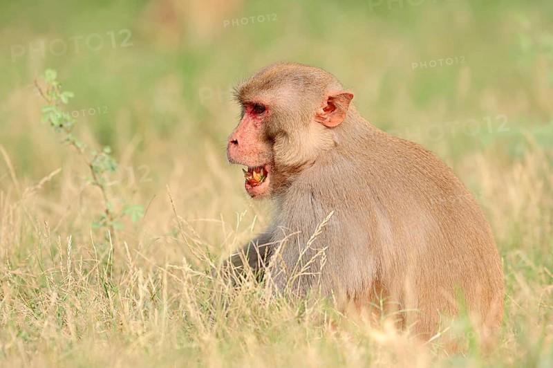Rhesus Macaque or Rhesus Monkey (Macaca mulatta)