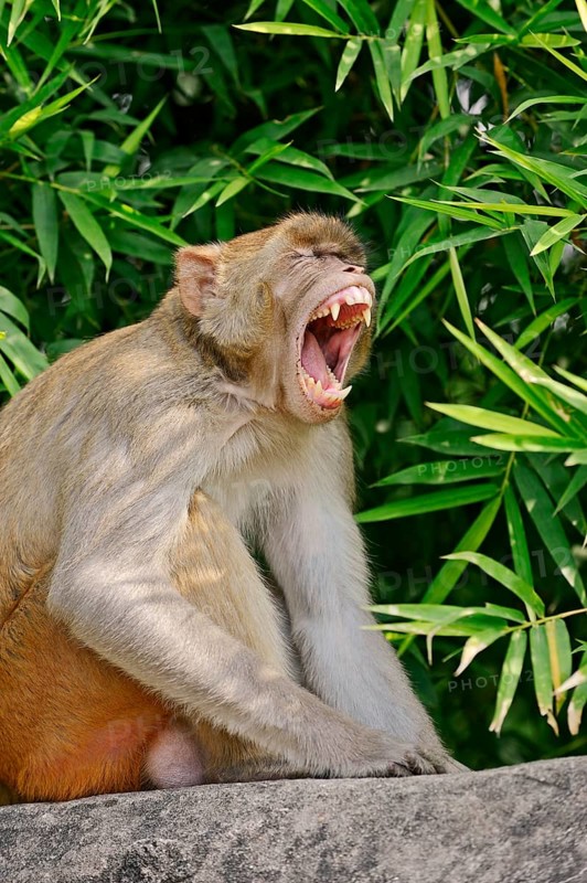 Rhesus Macaque or Rhesus Monkey (Macaca mulatta)