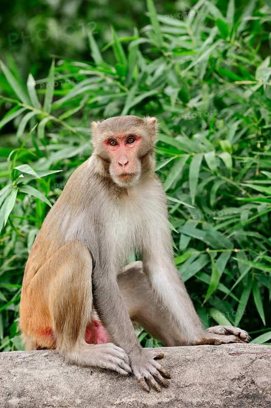 Rhesus Macaque or Rhesus Monkey (Macaca mulatta)