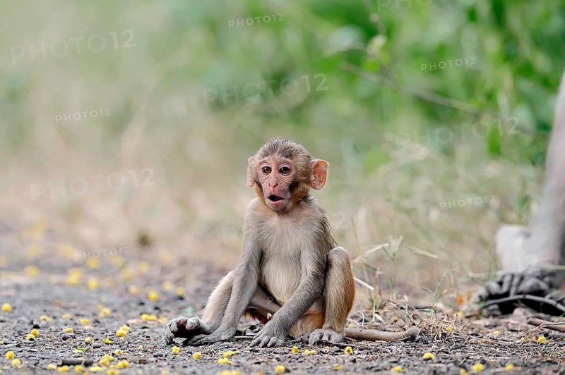 Rhesus Macaque or Rhesus Monkey (Macaca mulatta)