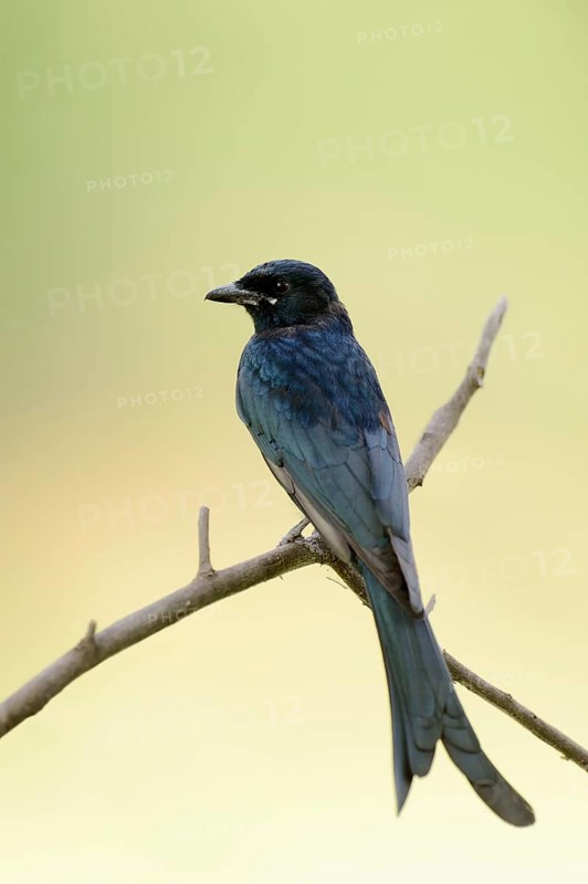 Black Drongo (Dicrurus macrocercus)