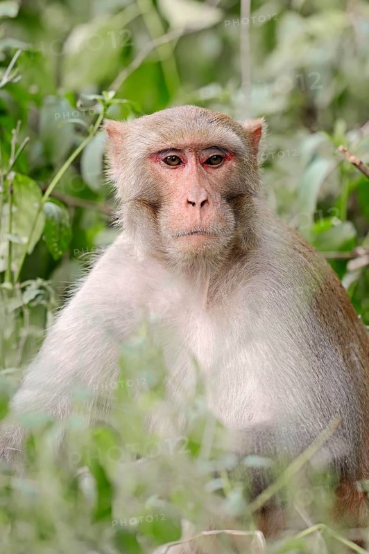 Rhesus Macaque or Rhesus Monkey (Macaca mulatta)