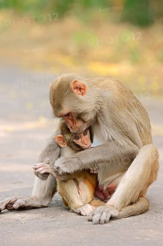 Rhesus Macaque or Rhesus Monkey (Macaca mulatta)