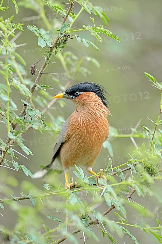 Brahminy Myna or Brahminy Starling (Sturnus pagodarum)