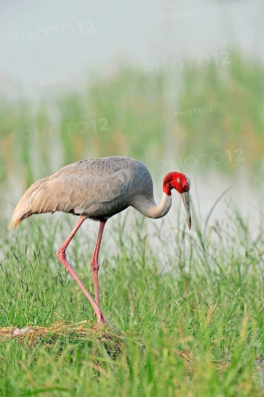 Sarus Crane (Grus antigone) at the nest
