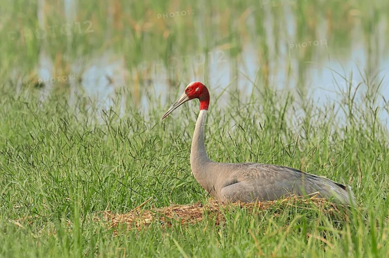 Sarus Crane (Grus antigone)