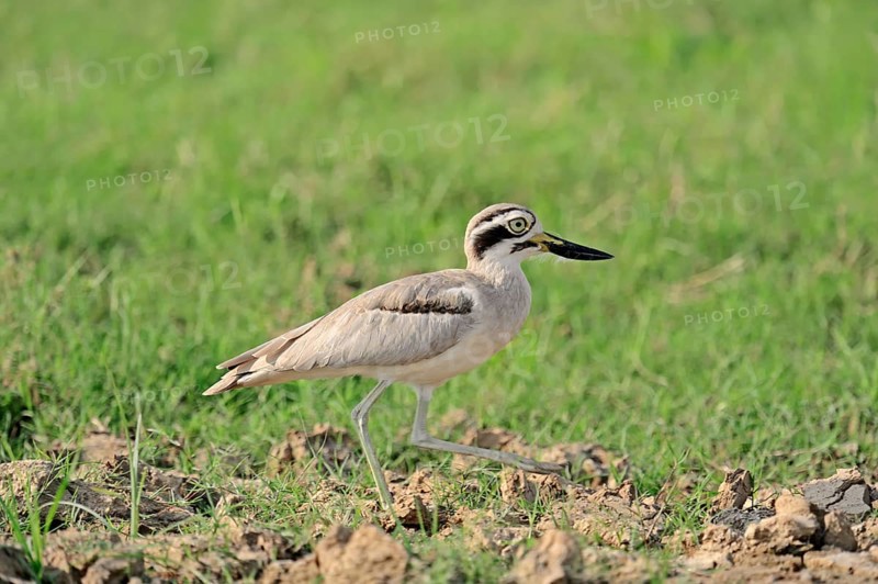 Great Stone-curlew or Great Thick-knee (Esacus recurvirostris