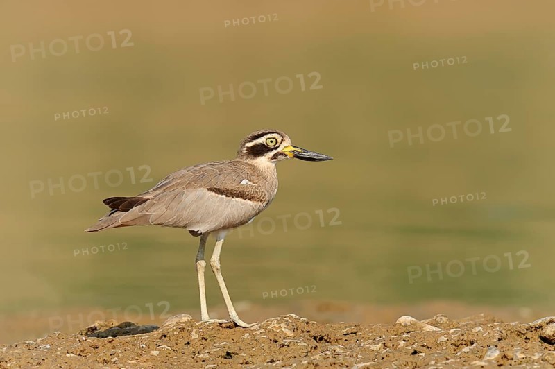 Great Stone-curlew or Great Thick-knee (Esacus recurvirostris