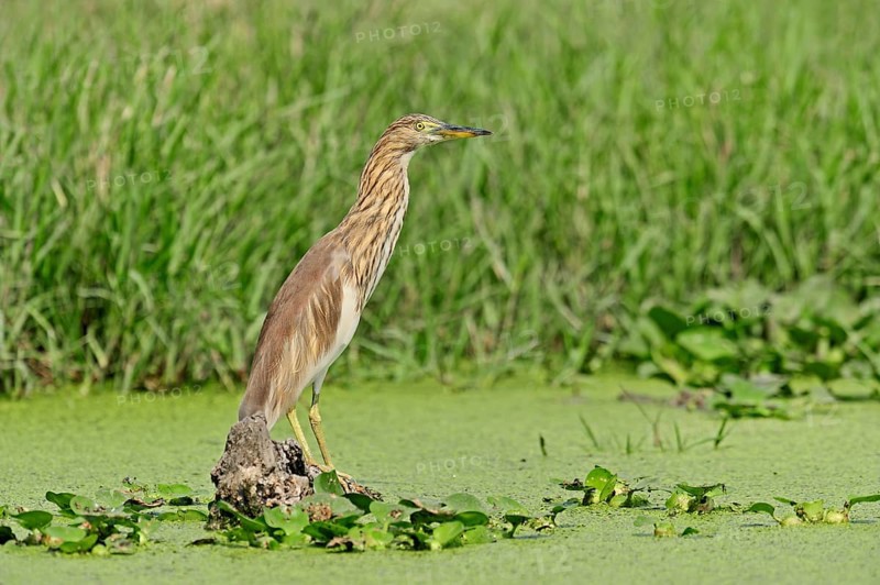 Indian Pond Heron or Paddybird (Ardeola grayii)