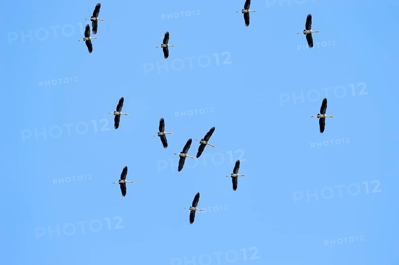 Painted Storks (Ibis leucocephalus