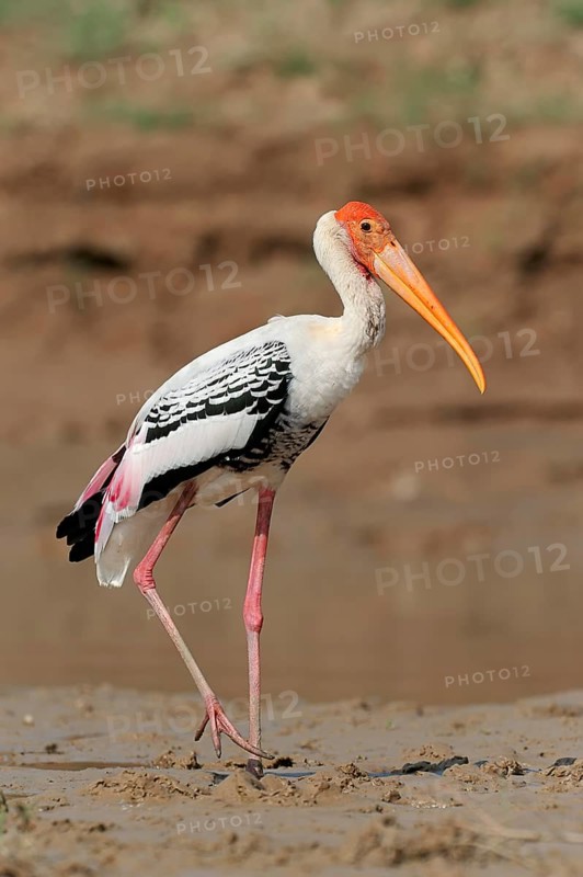 Painted Stork (Ibis leucocephalus