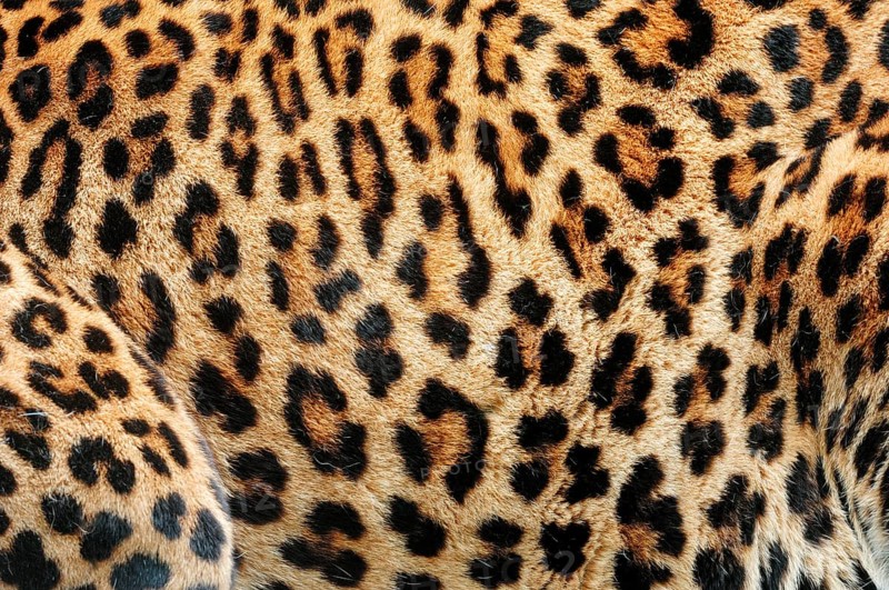 Sri Lankan leopard (Panthera pardus kotiya)