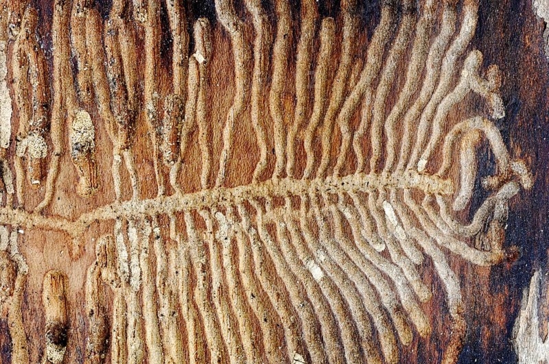 European Spruce Bark Beetle (Ips typographus)