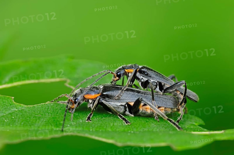 Oak Soldier Beetles (Cantharis obscura)