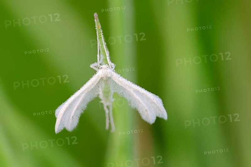 White Plume Moth (Pterophorus pentadactyla)