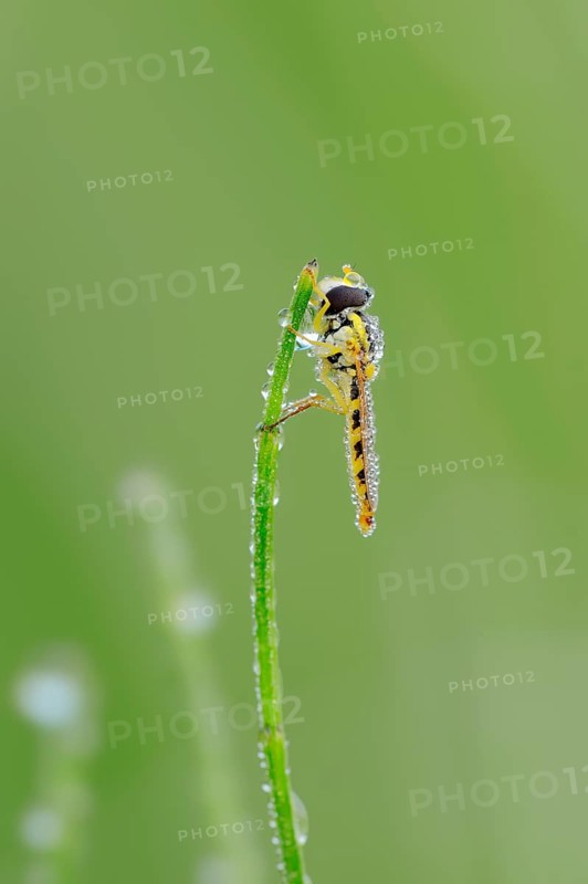 Long Hoverfly (Sphaerophoria scripta) on a blade of grass with morning dew
