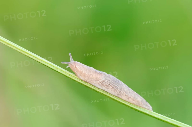 Grey Garden Snail (Deroceras reticulatum) on blade of grass