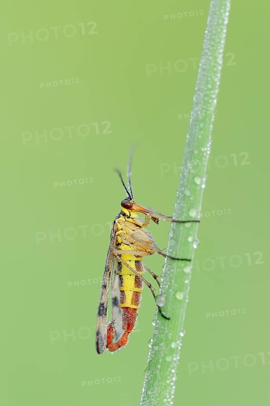 Common Scorpionfly (Panorpa communis)