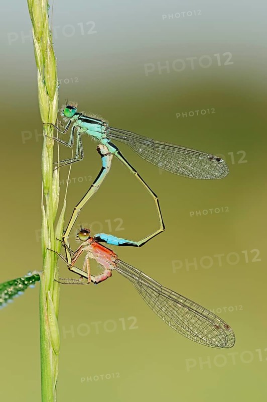 Blue-tailed Damselfly (Ischnura elegans)