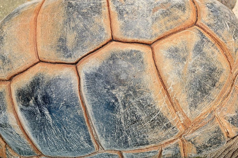 Aldabra Giant Tortoise (Aldabrachelys gigantea)