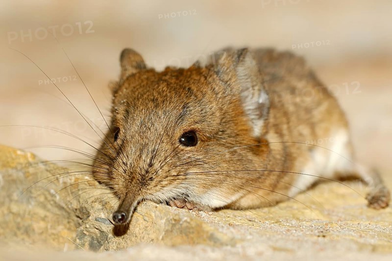 Short-eared elephant shrew (Macroscelides proboscideus)
