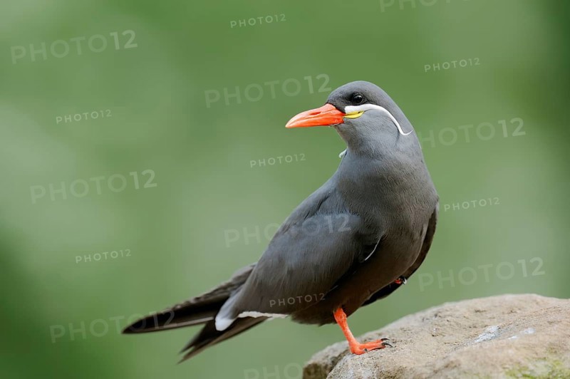 Inca Tern (Larosterna inca)