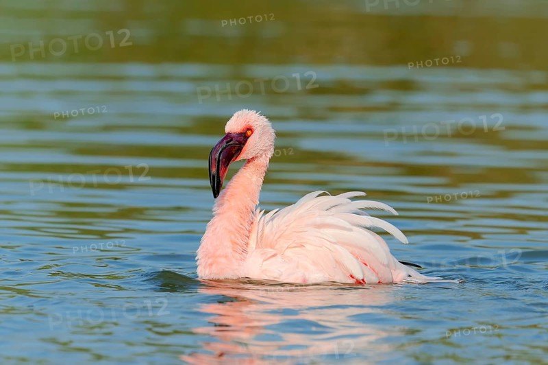 Lesser Flamingo (Phoenicopterus minor)