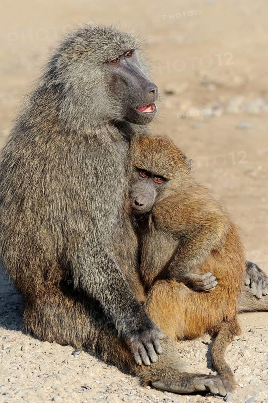 Olive Baboon (Papio anubis)