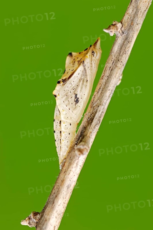 Green-veined White (Pieris napi)