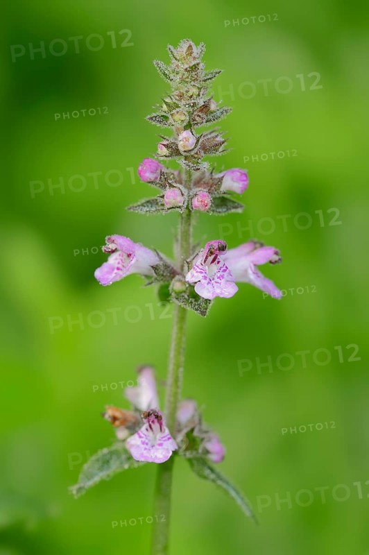 Marsh Woundwort or Marsh Hedge-nettle (Stachys palustris)