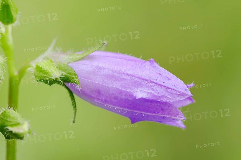 Nettle-leaved Bellflower (Campanula trachelium)