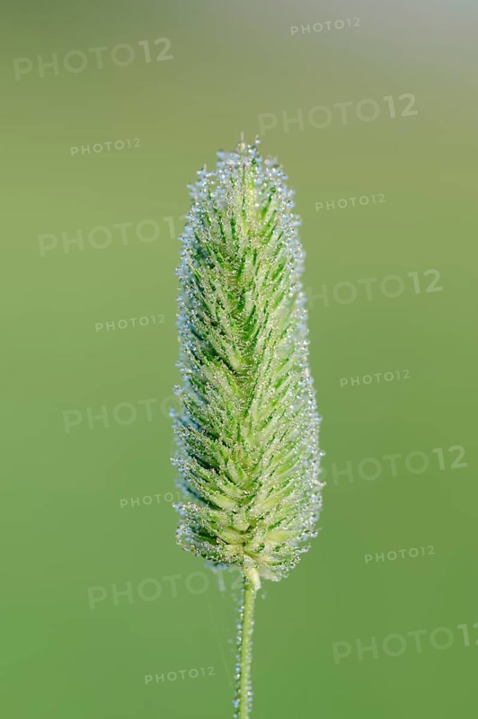 Timothy-grass or Meadow Cat's-tail (Phleum pratense)