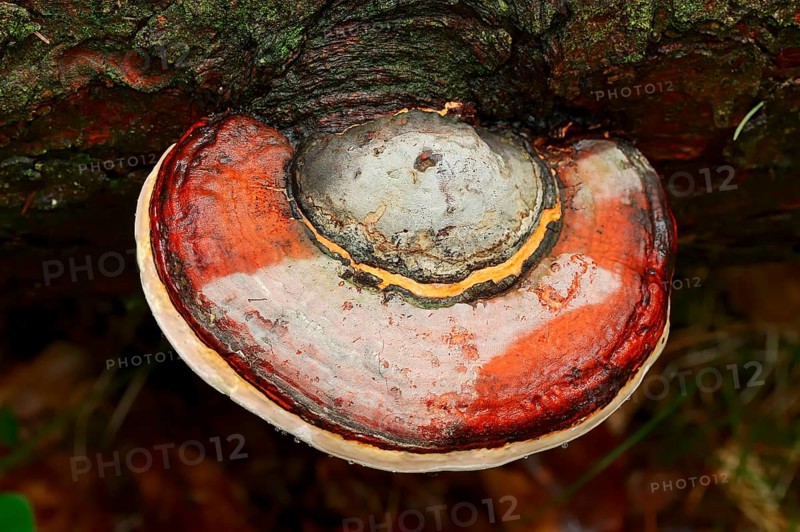 Red Banded Polypore or Red-belted Bracket Fungus (Fomitopsis pinicola)