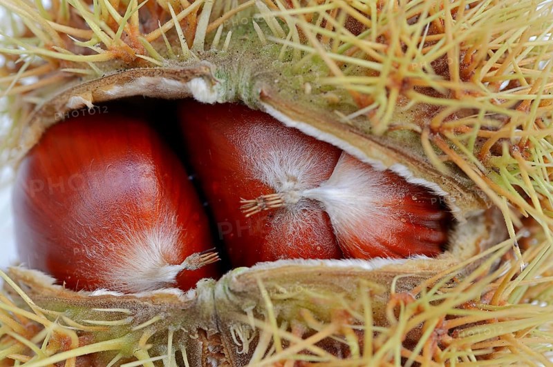 Sweet Chestnuts (Castanea sativa)