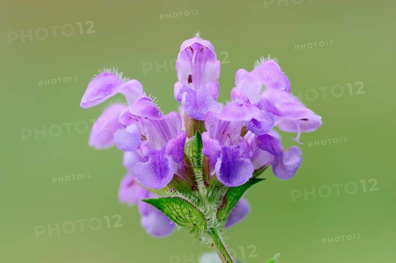 Large Self-heal (Prunella grandiflora)