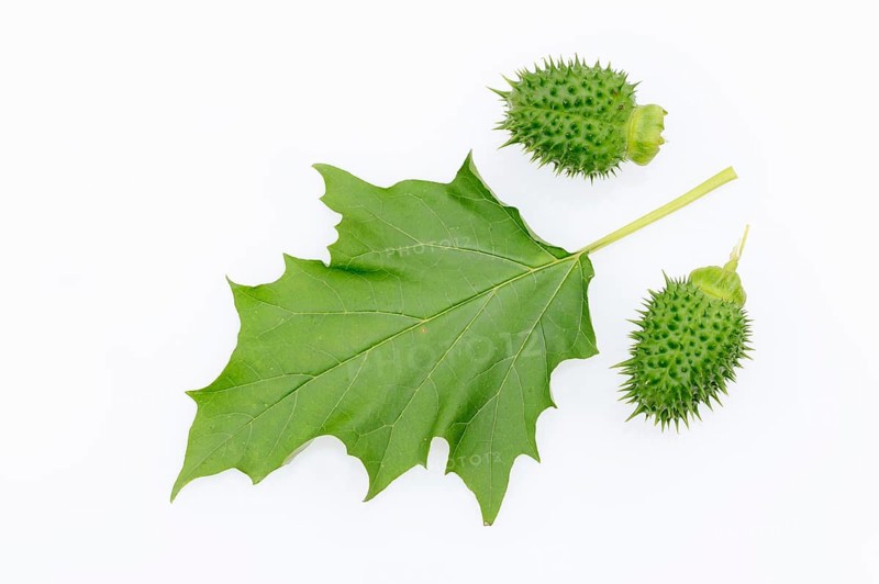 Jimson Weed or Datura (Datura stramonium)