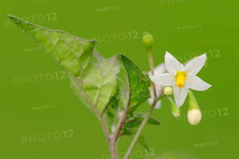 European Black Nightshade