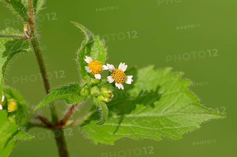 Hairy Galinsoga or Shaggy Soldier (Galinsoga ciliata)