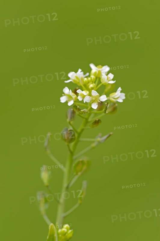 Shepherd's Purse (Capsella bursa-pastoris)
