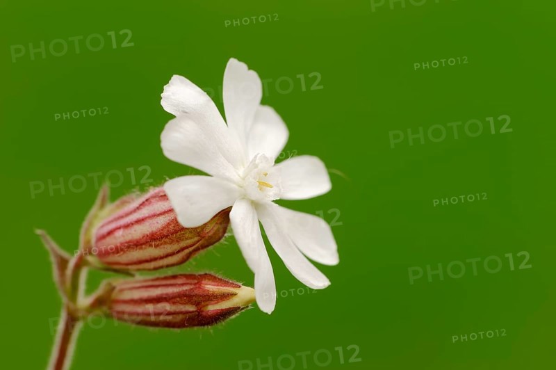 White Campion or Bladder Campion (Silene latifolia