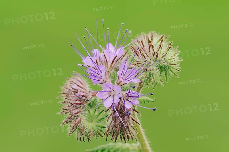 Lacy Phacelia (Phacelia tanacetifolia)