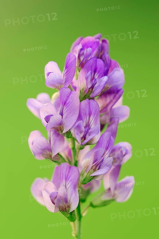 Alfalfa or Lucerne (Medicago sativa)