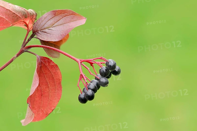 Common Dogwood (Cornus sanguinea)