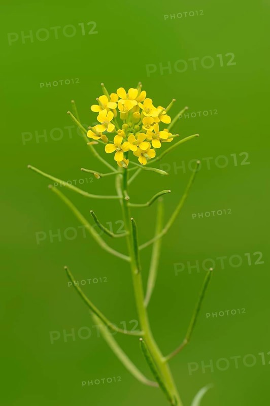 Bittercress