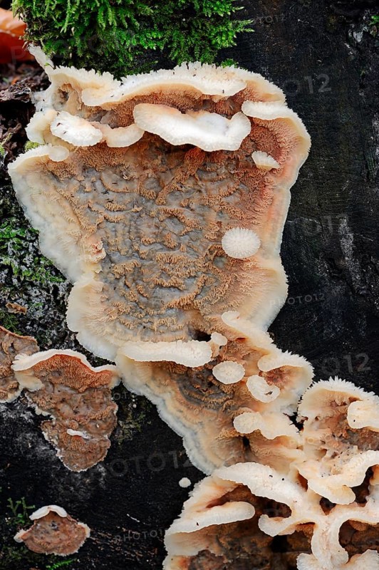 Trembling Rot (Merulius tremellosus
