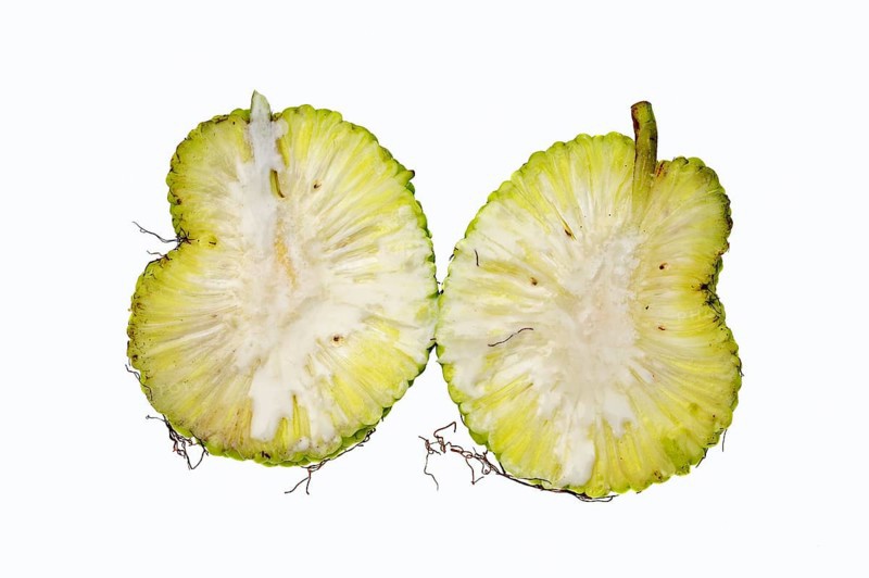 Osage Orange