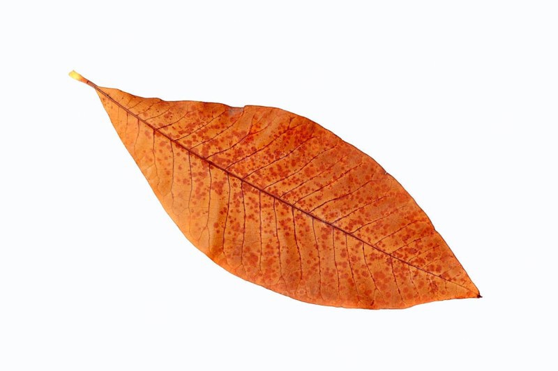 Umbrella Magnolia or Umbrella Tree (Magnolia tripetala)