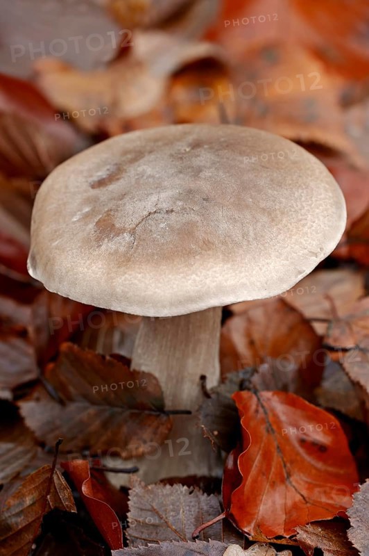 Clouded Agaric or Cloud Funnel (Lepista nebularis)