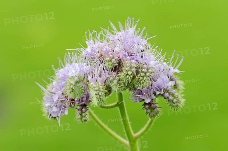 Lacy Phacelia (Phacelia tanacetifolia)